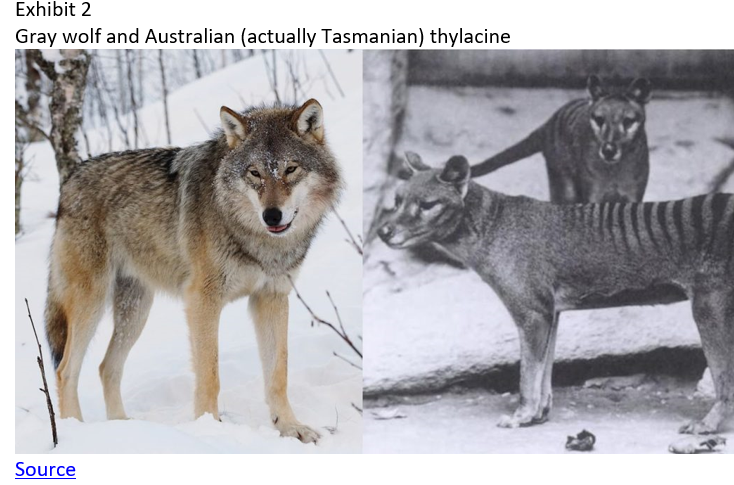Gray wolf and Australian 