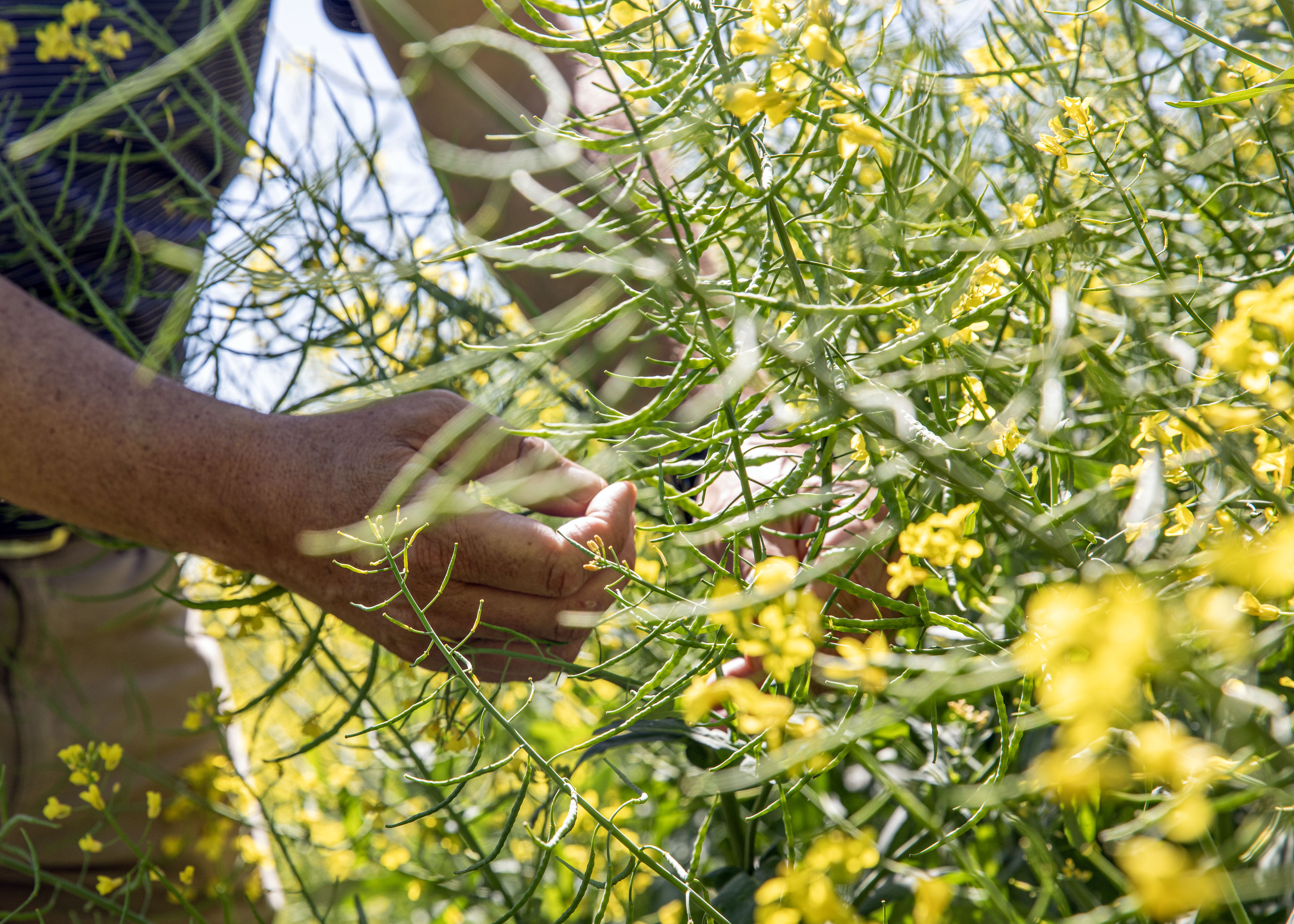 canola plants